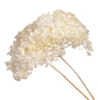 Сухоцвет Гортензия (1 шт. в букете) белый 