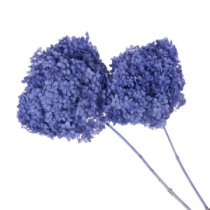 Сухоцвет Гортензия (1 шт. в букете) сиреневый