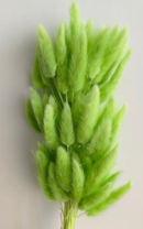 Сухоцвет Лагурус (60шт/пач) сочное яблоко 