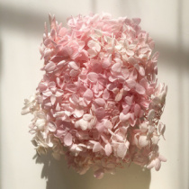 Сухоцвет Гортензия (1 шт. в букете) коралловая