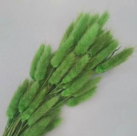 Сухоцвет Лагурус (60шт/пач) зелень 