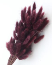 Сухоцвет Лагурус (60шт/пач) баклажановый