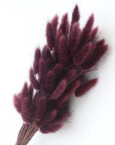 Сухоцвет Лагурус (60шт/пач) баклажановый