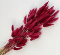 Сухоцвет Лагурус (60шт/пач) маджента