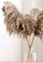 Сухоцвет Тростник 30см 5шт/упак натуральный