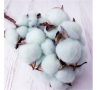 Сухоцвет Хлопок (10шт в 1 букете) 15см нежно-голубой