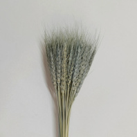 Сухоцвет Пшеница 50-60шт/упак серебряный