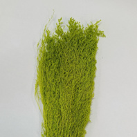 Сухоцвет Лимониум  (3-5 веточки) 100гр оливковый