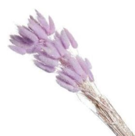Сухоцвет Лагурус (60шт/пач) сиреневый