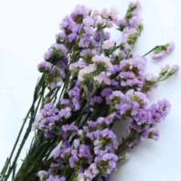 Сухоцвет Статица длина 60-70 см 3-5 веток 100-120 гр сиреневый
