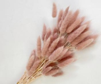 Сухоцвет Лагурус (60шт/пач) светло-карамельный