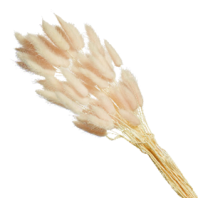 Сухоцвет Лагурус (60шт/пач) светло-розовый