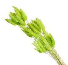 Сухоцвет Лагурус (60шт/пач) лайм