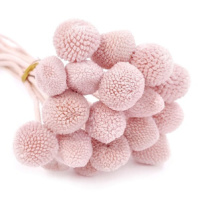 Сухоцвет Краспедия 50-53см, 20шт/упак, розовая пудра