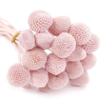 Сухоцвет Краспедия 50-53см, 20шт/упак, розовая пудра