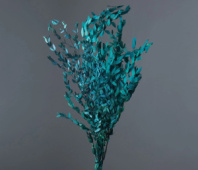 Сухоцвет Эвкалипт Парви длина 70 см 100 гр упак бирюзовый