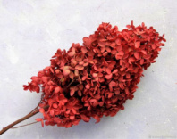 Сухоцвет Гортензия (1 шт. в букете) красный