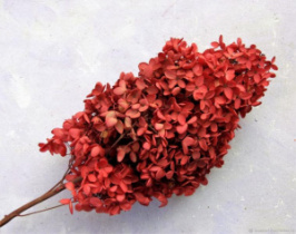 Сухоцвет Гортензия (1 шт. в букете) красный