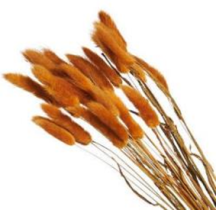 Сухоцвет Лагурус (30шт/пач) терракот